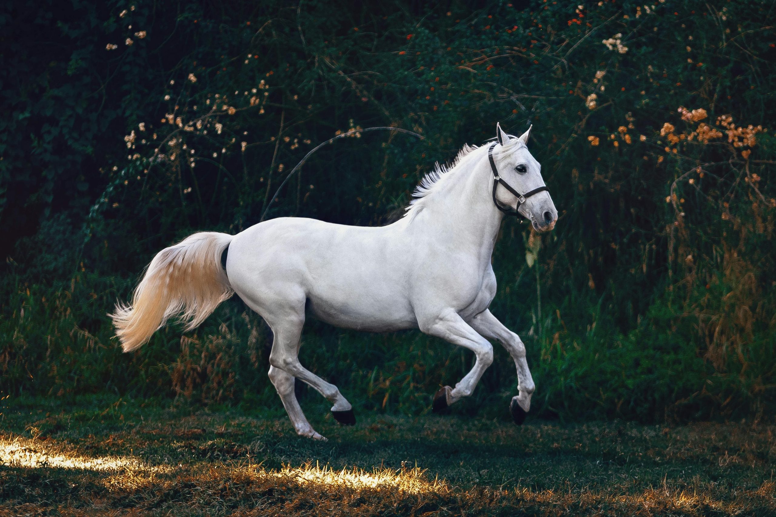 horse riding club in greece
