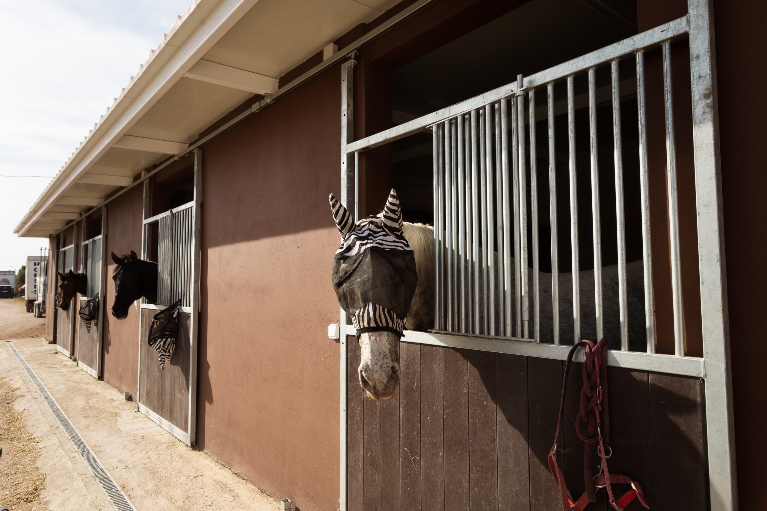 stable1